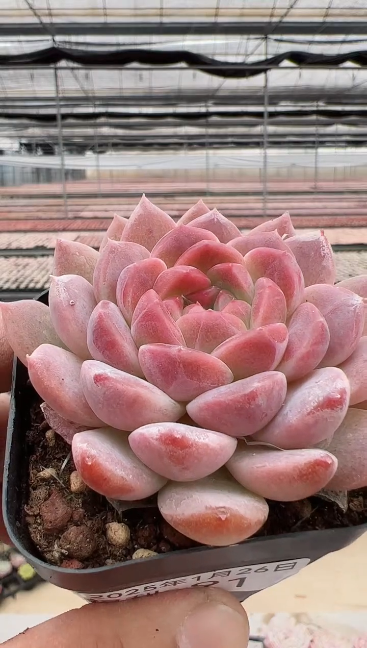 【闪购商品】福利款多肉（红韵）91