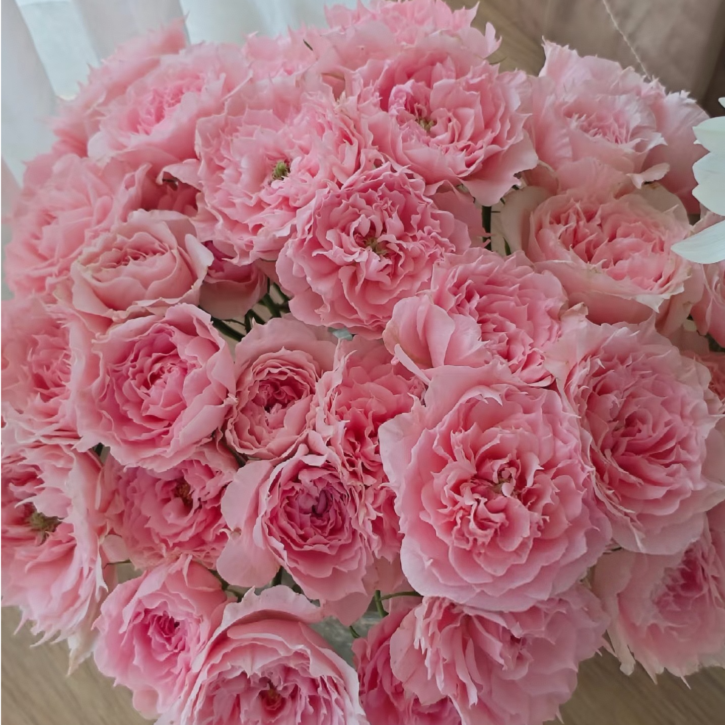 【独鬏鬏优选】 云南稀有鲜花[玉脂] 多头玫瑰   顺丰配送