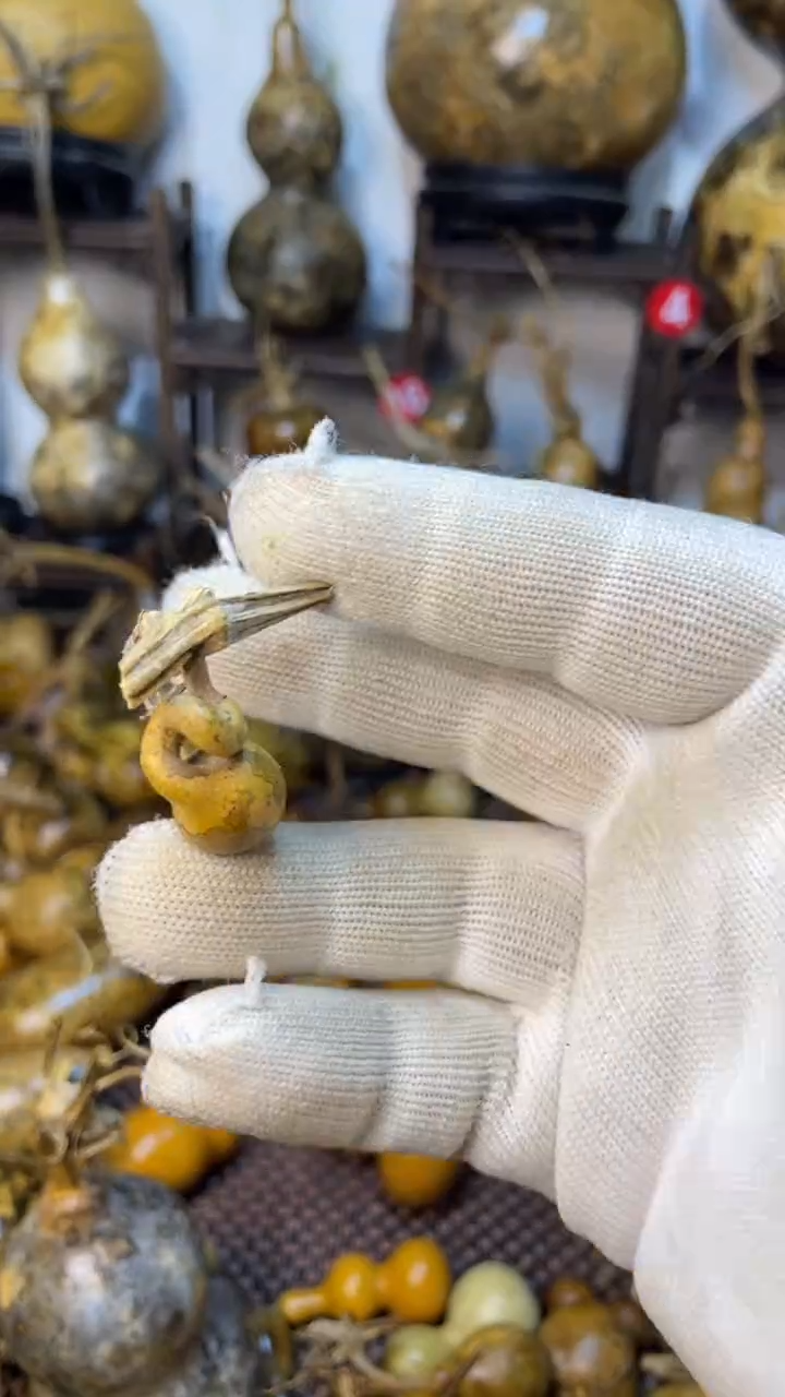 【闪购商品】葫芦葫芦葫芦葫芦