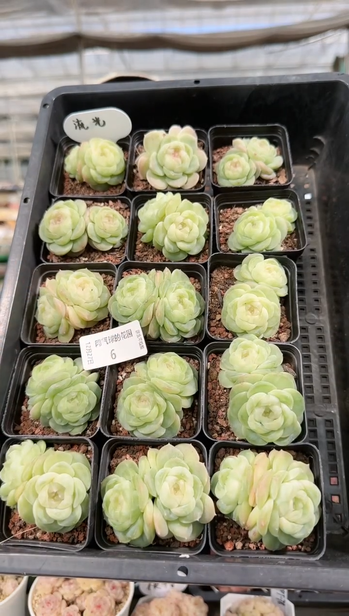  1227-06流光双头多肉量拍任意发一颗群生不包整