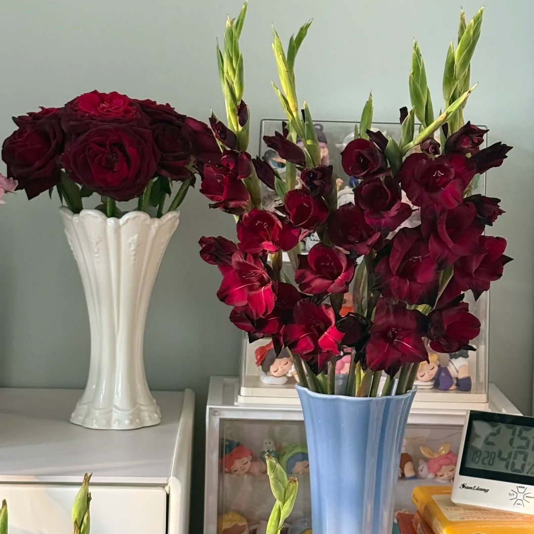 剑兰（红楠丝） 氛围感花材 云南基地顺丰冷链现采现发