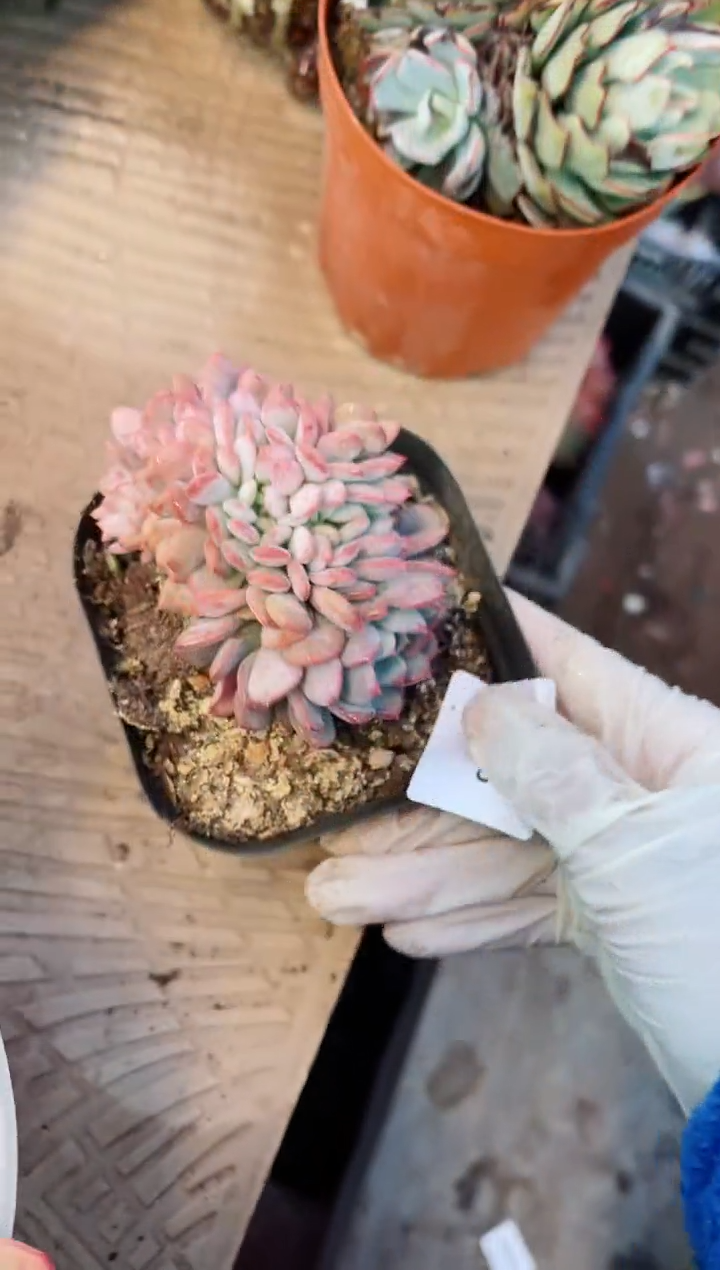 【闪购商品】08075