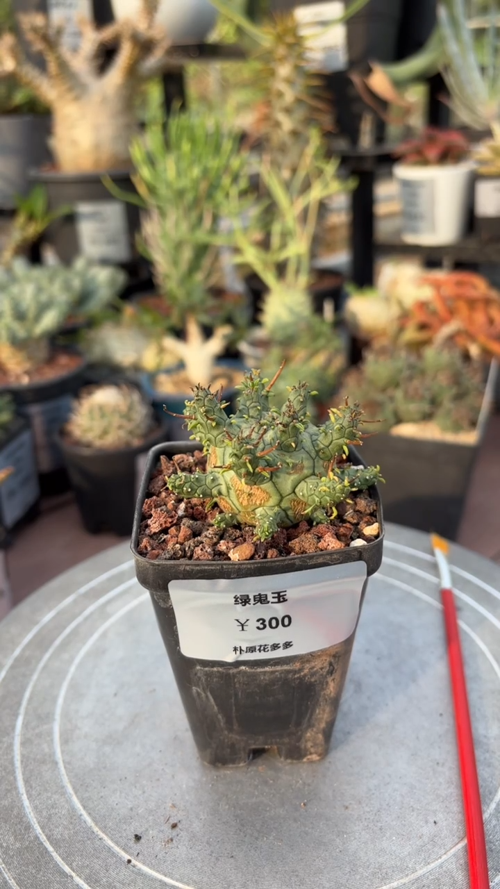 绿鬼玉大戟FD-1098