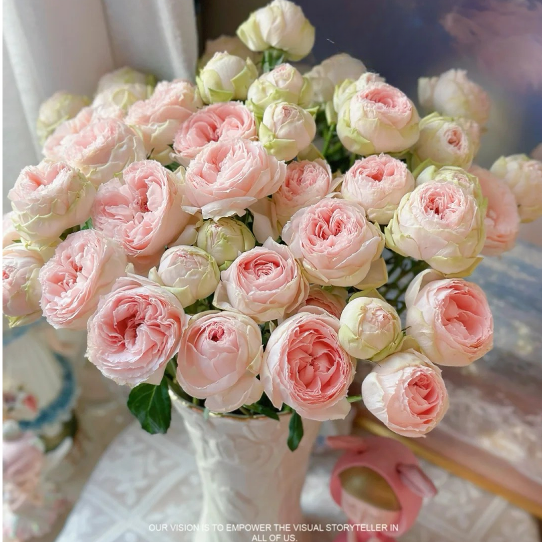 宝贝变色龙【植末-高级稀有多头玫瑰】1单中通包邮，3单顺丰冷链