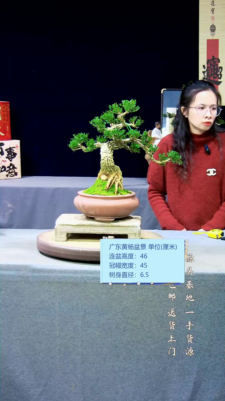 【闪购商品】高端黄杨盆景高端黄杨盆景