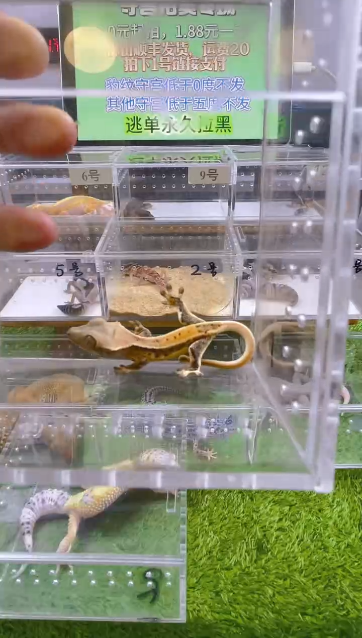 豹纹守宫守宫可爱温顺迷人好看