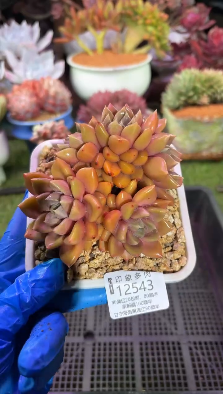 【闪购商品】12543