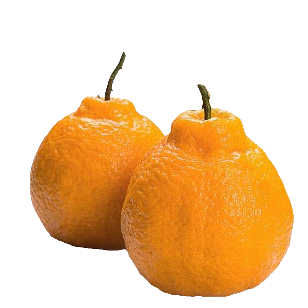 丑桔约500g/份四川省