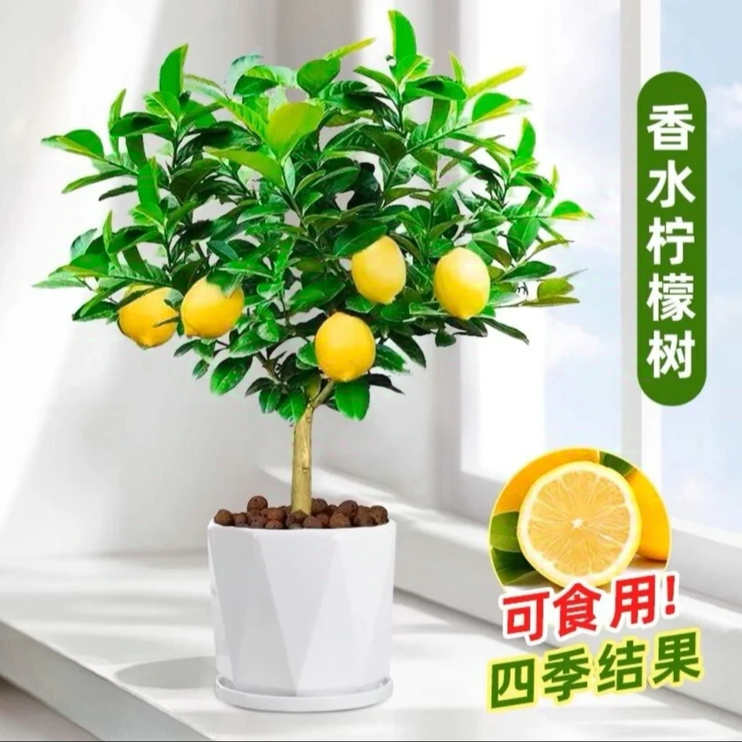 【带果发货】广西香水柠檬树苗盆栽地栽阳台庭院均可种四季开花好养