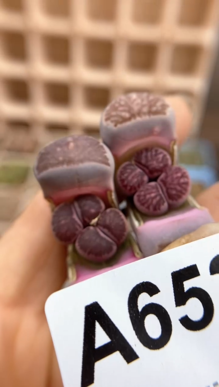 【闪购商品】6520直播一物一拍