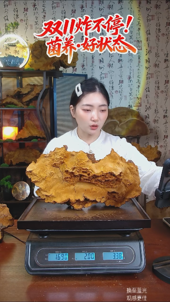 松针层孔菌中国大陆【藏区 野生】松树桑黄（3.38斤）40-50年份