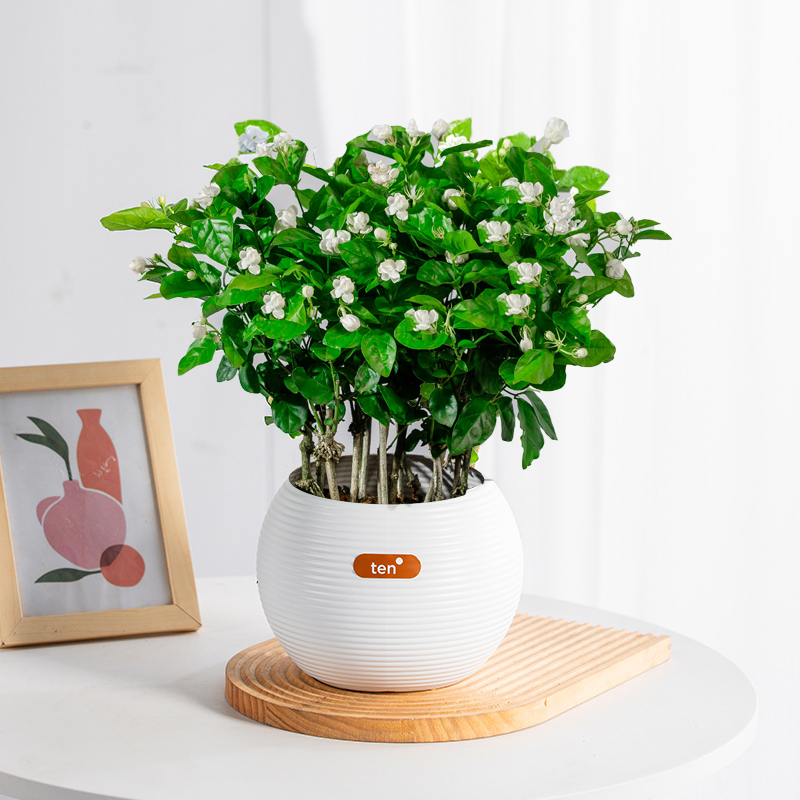 【带花苞】横州茉莉花重瓣香水茉莉花盆栽可地栽种植绿植花卉