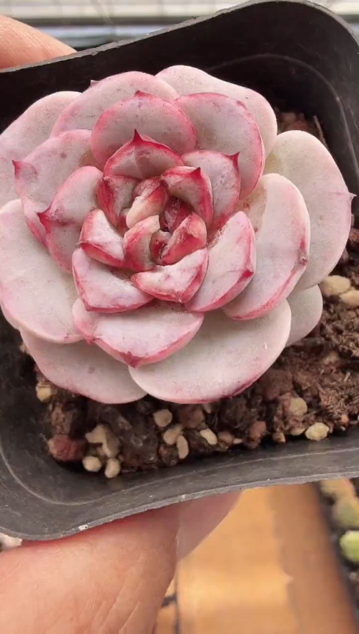 东云多肉园新款-212