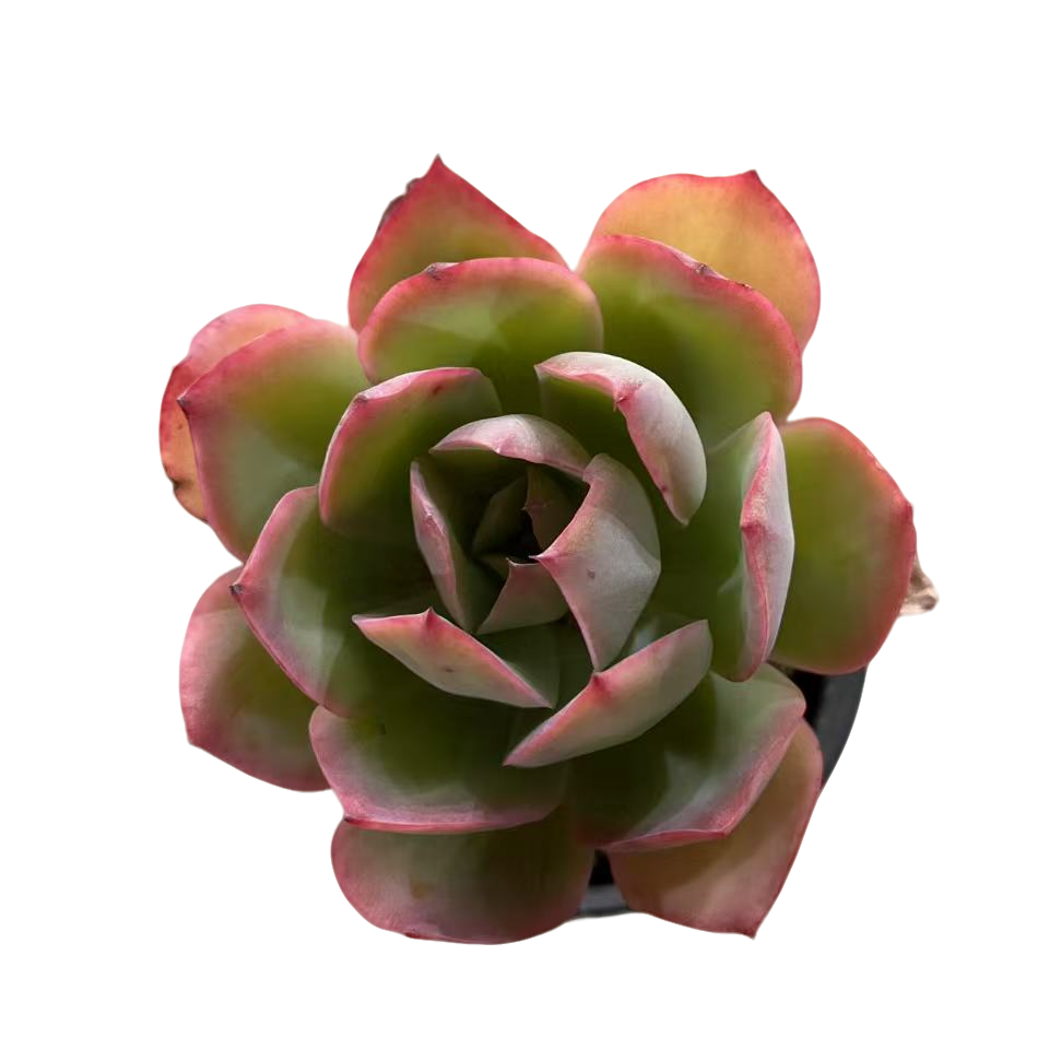 多肉满满 一箱【无售后】