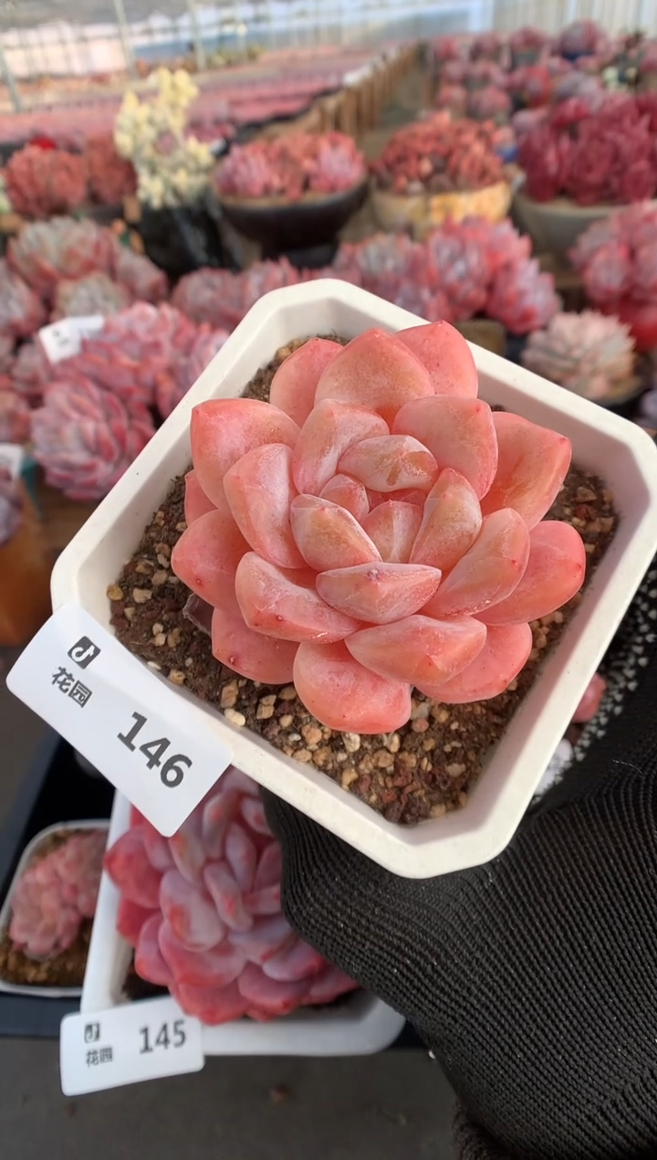 146糖心多肉植物一物一拍