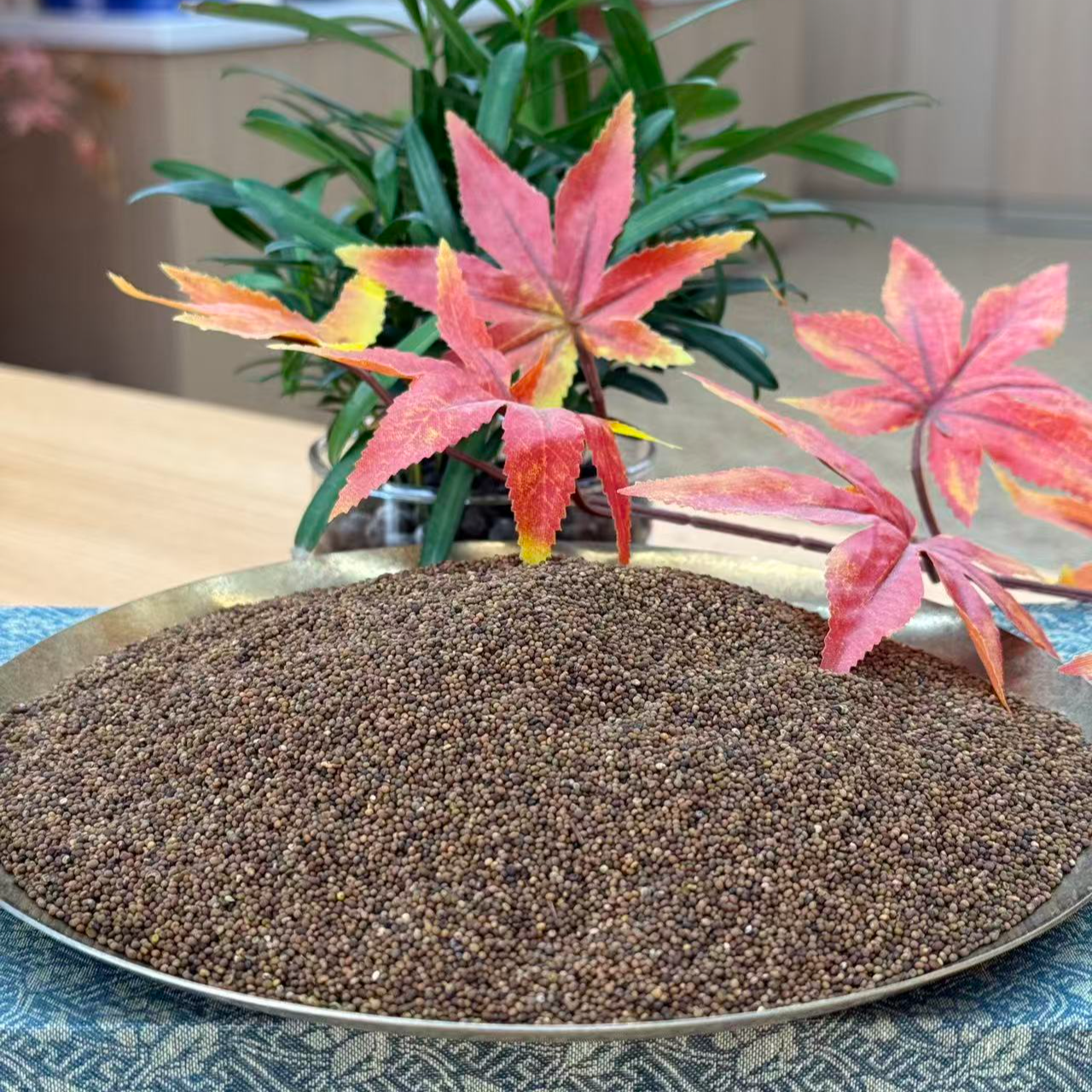 张正堂自然之道--【菟丝子】