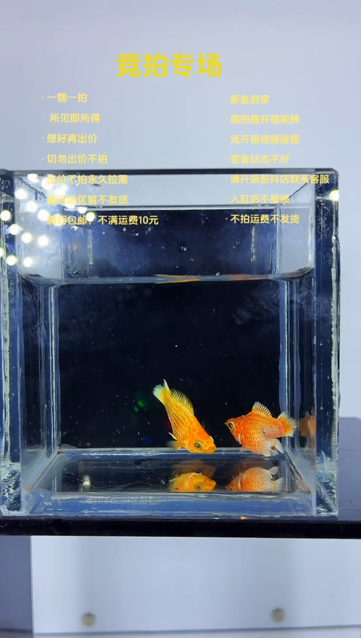 孔雀鱼玛丽金元宝一对-98