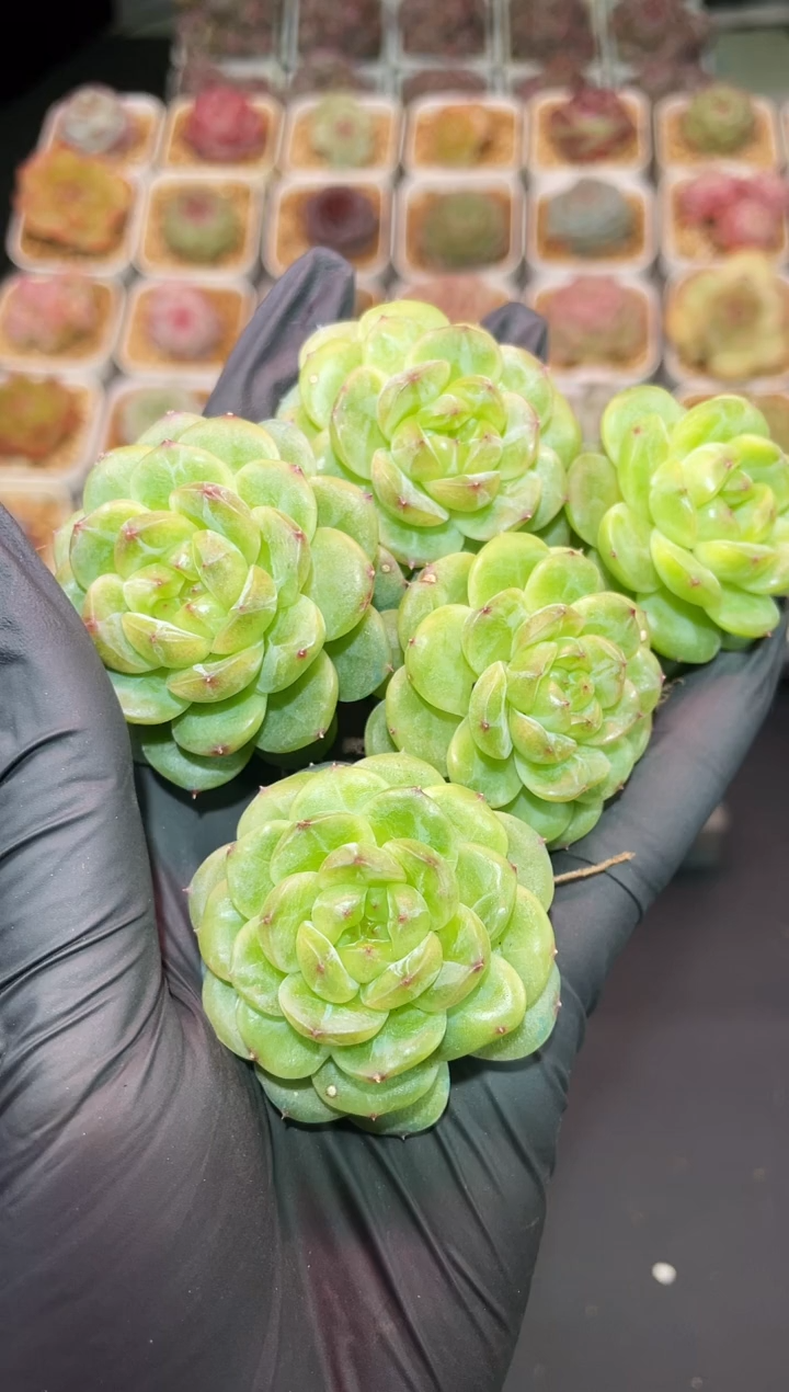 闪购094  新品多肉一颗  4厘米