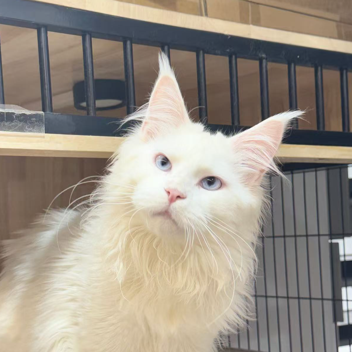 来了姊妹-纯白蓝眼缅因猫 弟弟 012