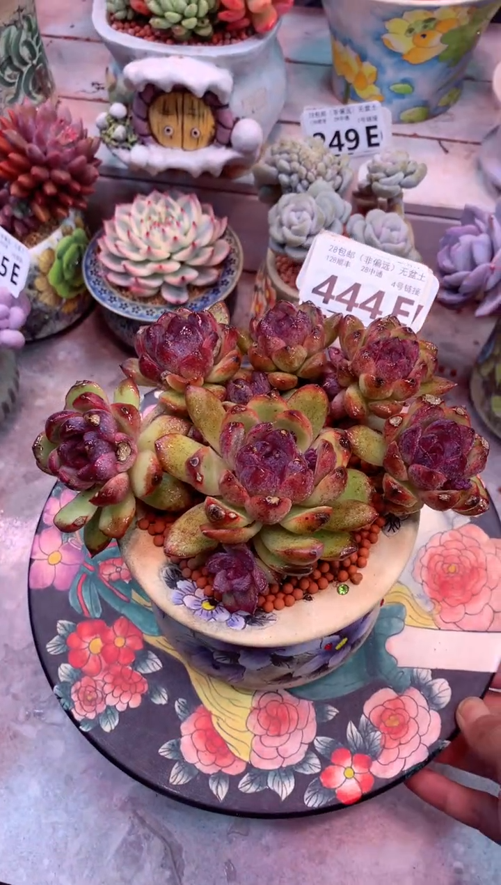 紫水晶444E（一物一拍，精品多肉，w所见即所得 