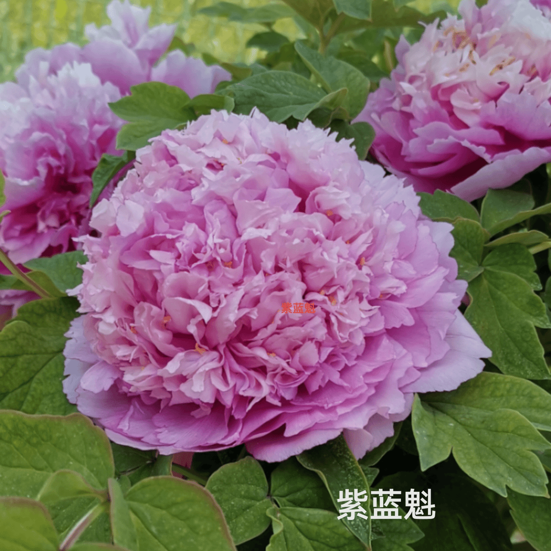 【紫蓝魅】正宗洛阳重瓣牡丹花苗北方耐寒盆栽地栽室内庭院花卉牡丹