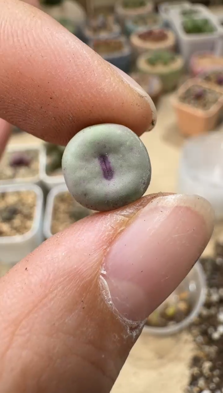 6-123多肉植物肉锥