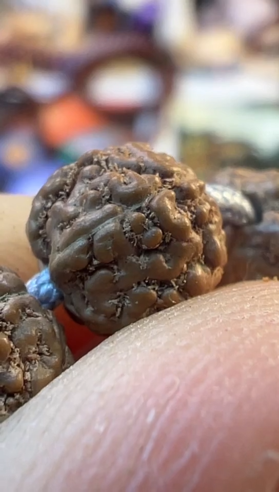 【闪购商品】金刚菩提手串690原桩葛地利一代龙尺寸6-7