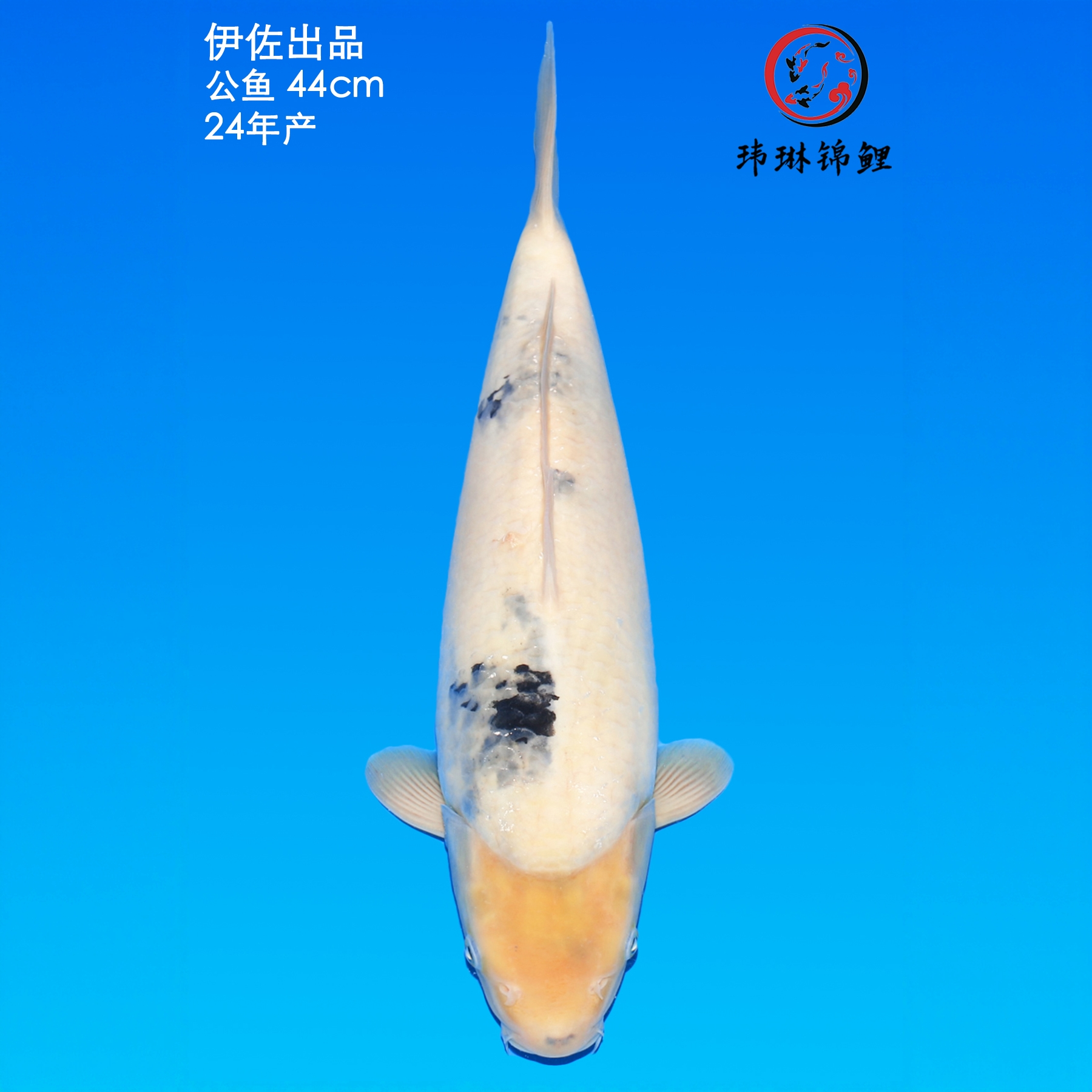纯种日本锦鲤鱼伊佐白写观赏鱼冷水淡水鱼好养耐活