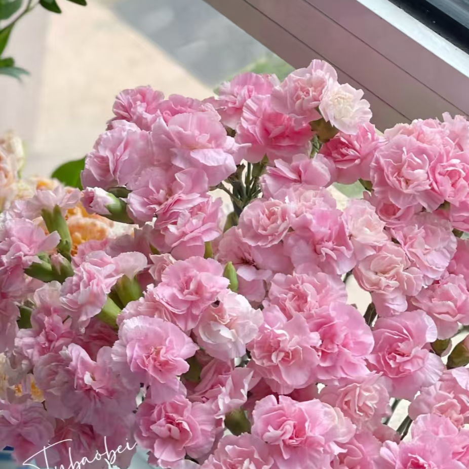 M【10枝珍珠粉多头康50CM】