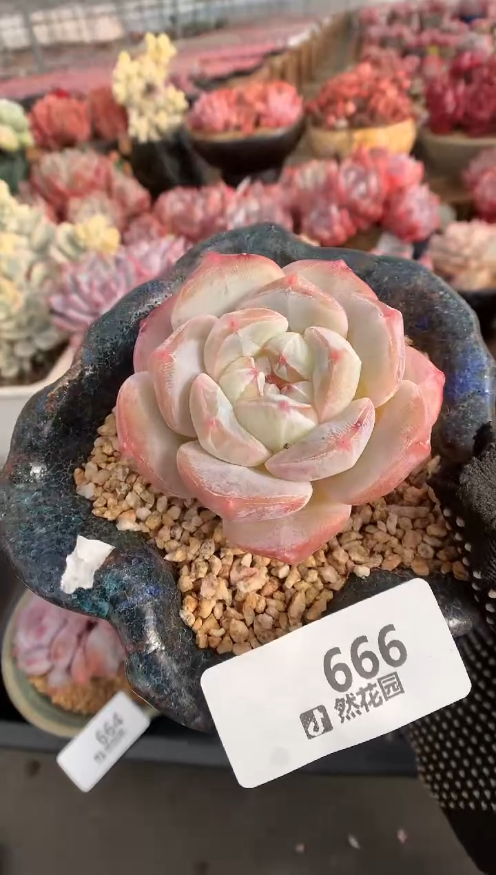 666糖心一物一拍多肉植物