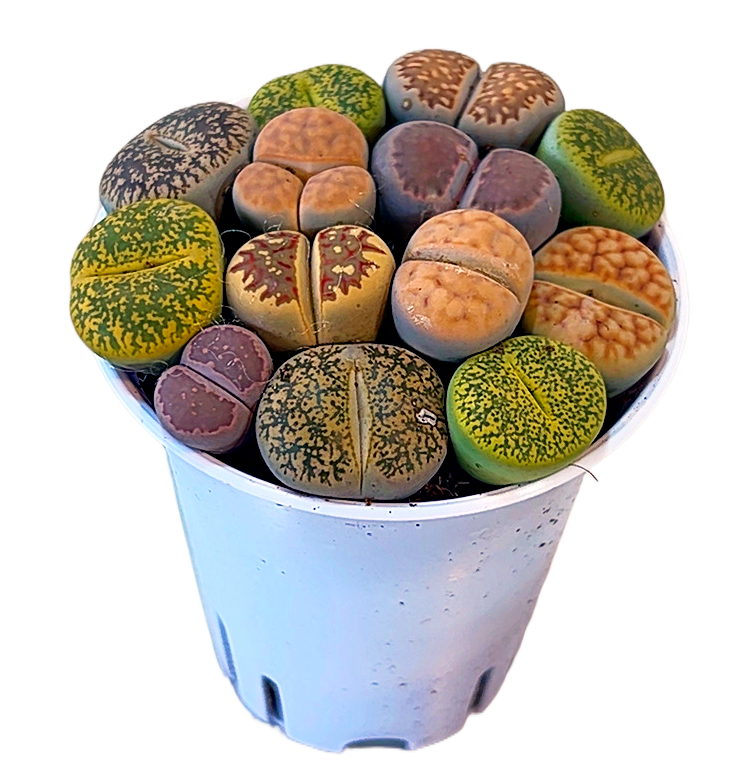 生石花  多肉盆栽植物净化空气 新手好养耐旱 2单包邮