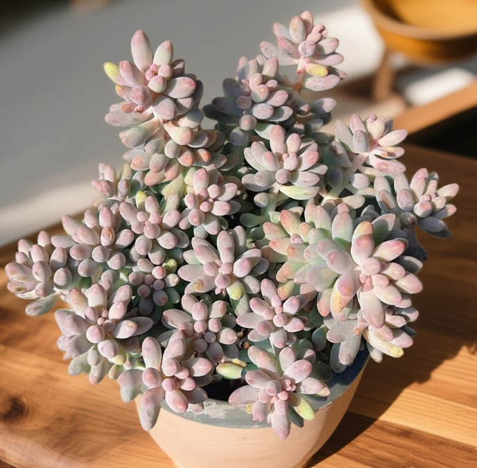 婴儿手指群叶展20CM    多肉