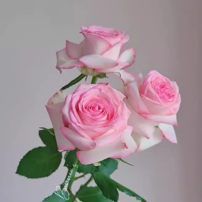 【3棵包邮】玉玺 玫瑰切花月季盆栽四季开花卉阳台庭院