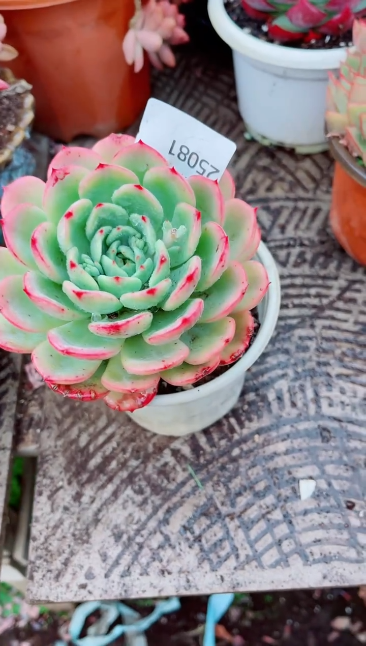 ༃****✰跃跃精品多肉25081