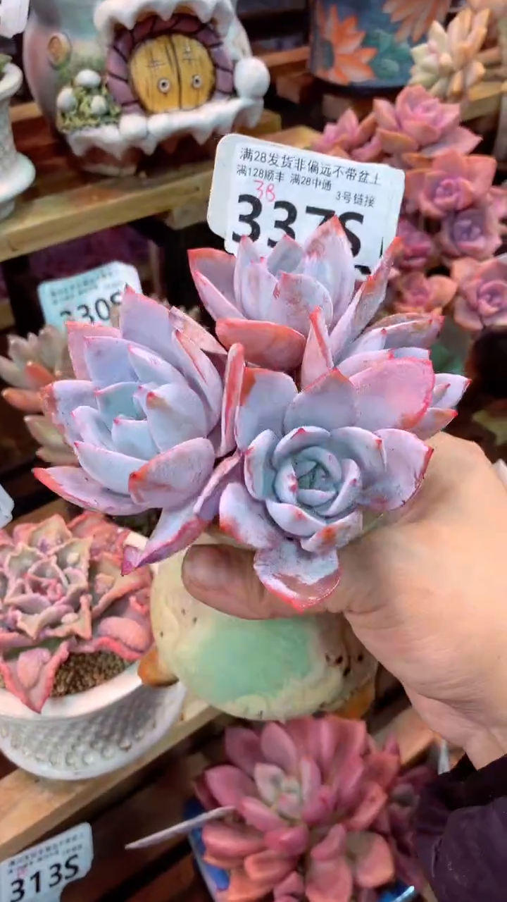 337S(一物一拍实付满28发货，默认不带盆土）