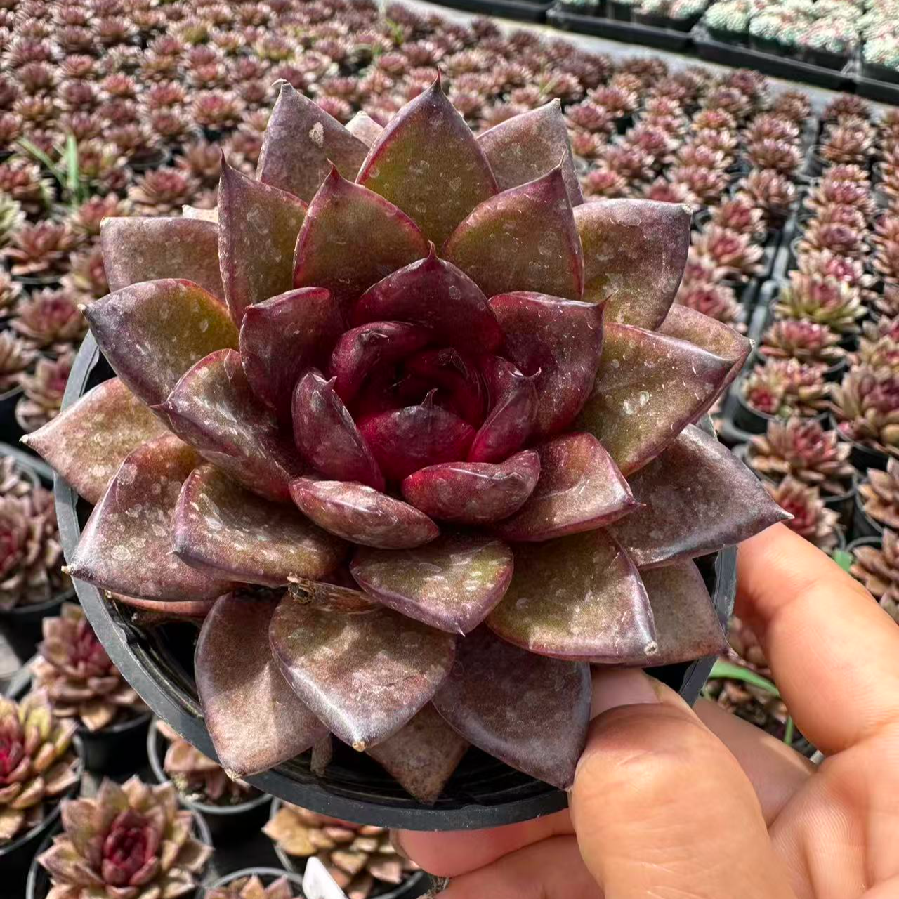 9#玄鹰多肉植物  前男友精品多肉  