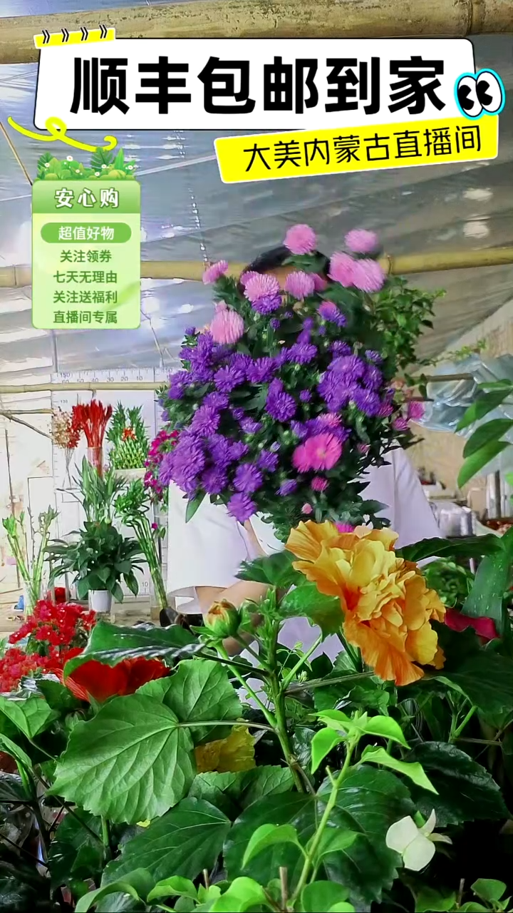 完全开放三色女王菊