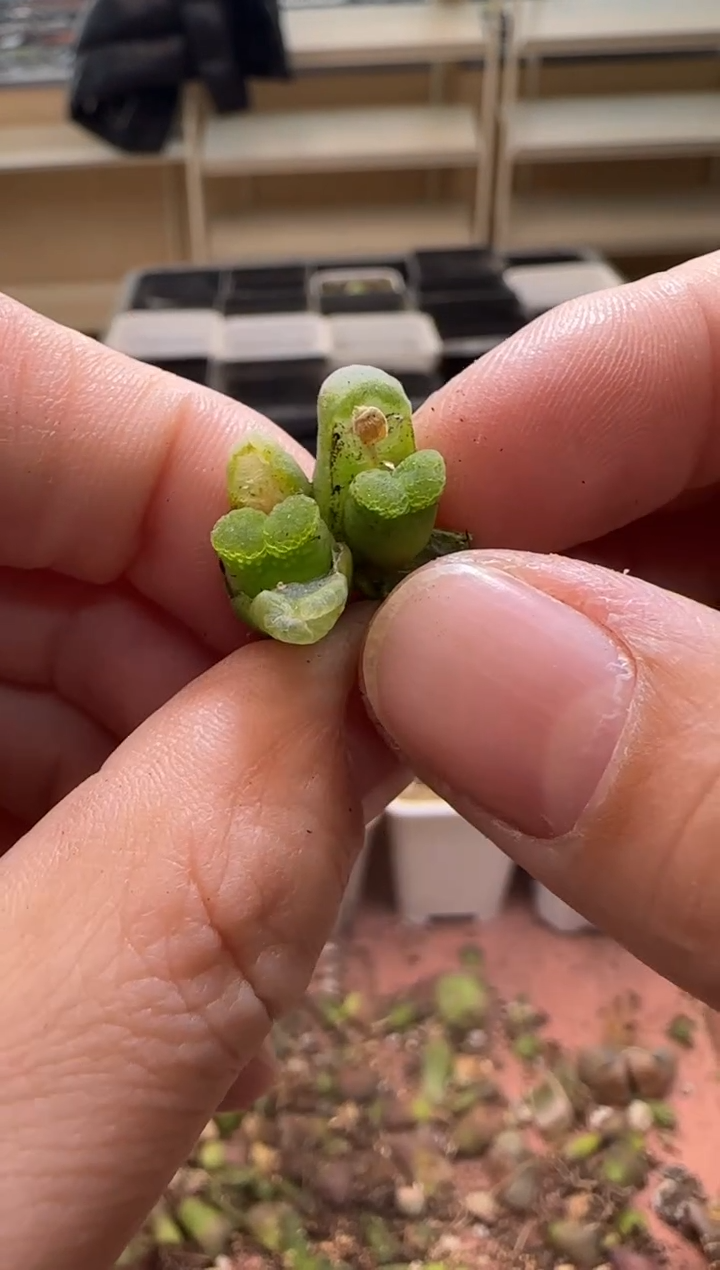 【闪购商品】13-246