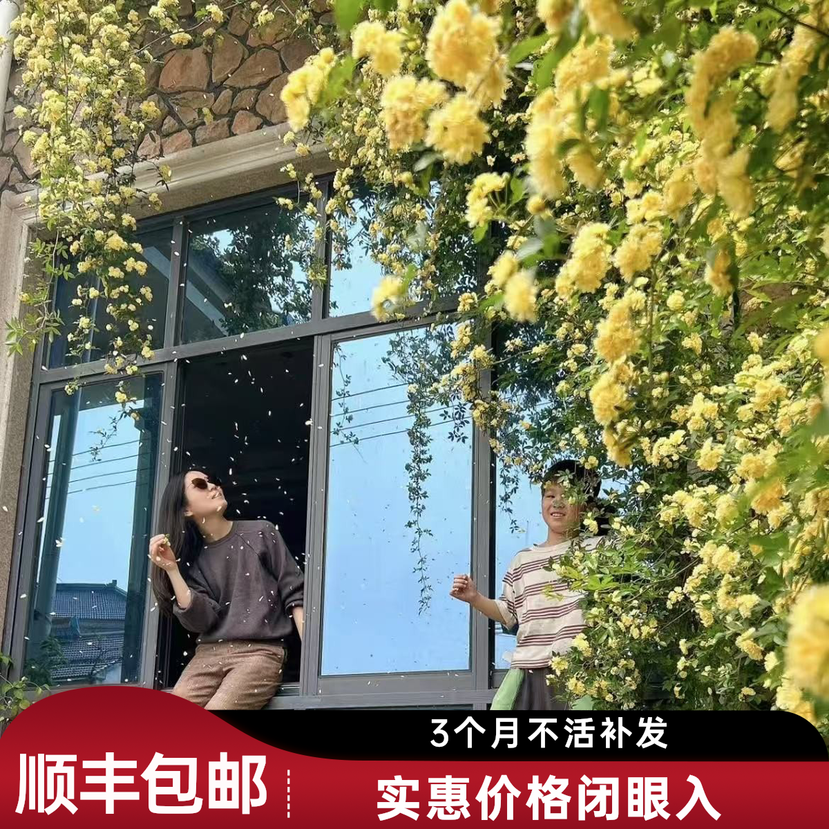 【1.8-2米大苗】黄木香花大苗爬藤植物蔷薇庭院爬藤月季四季橙木香