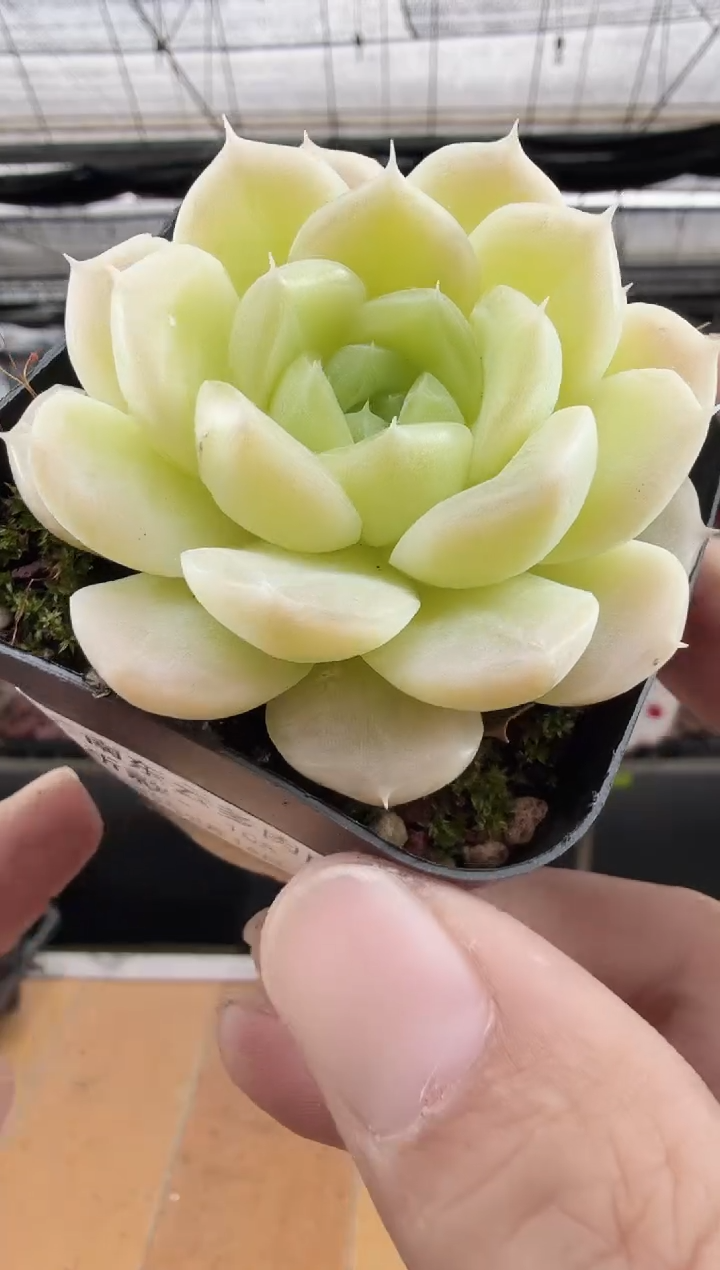 东云多肉园新款-108