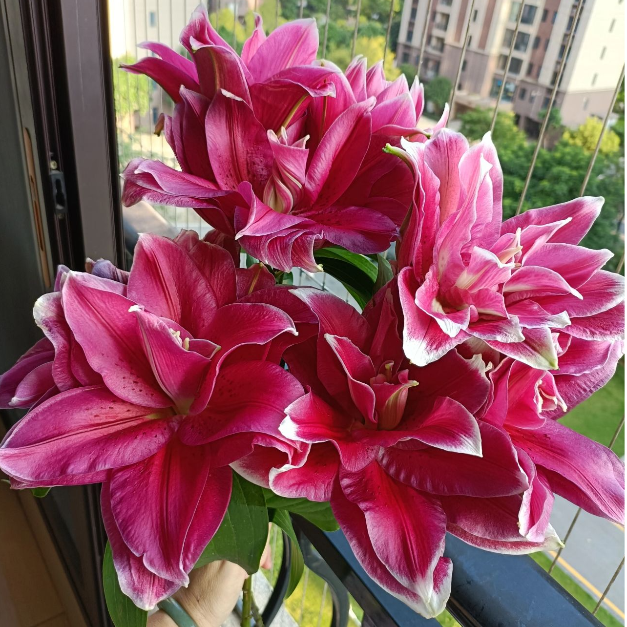 【艳舞】13/15  重瓣百合香水百合种球种植进口种球栽种鲜花种球