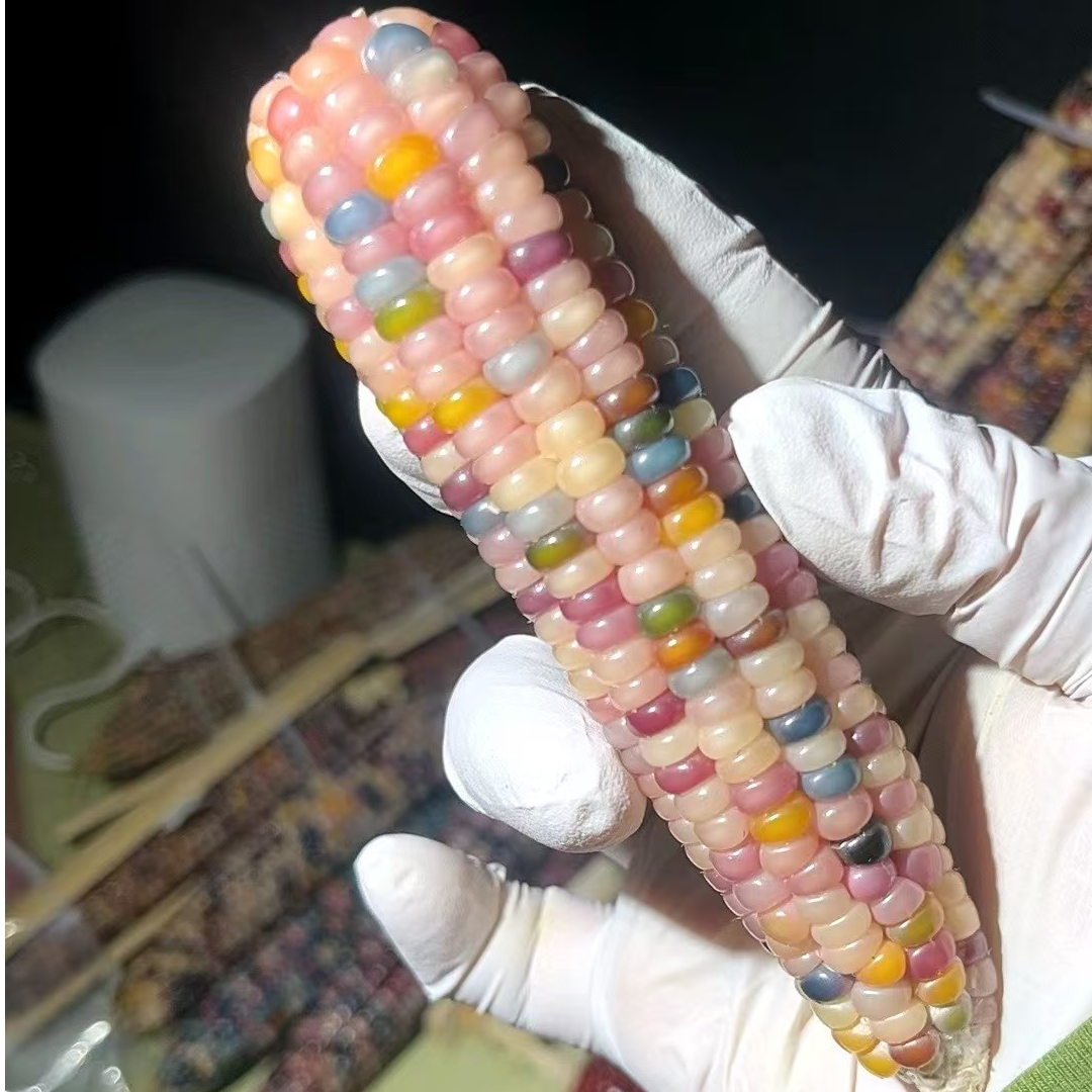 七彩宝石文玩玉米毛料手把件可盘玩一物一拍