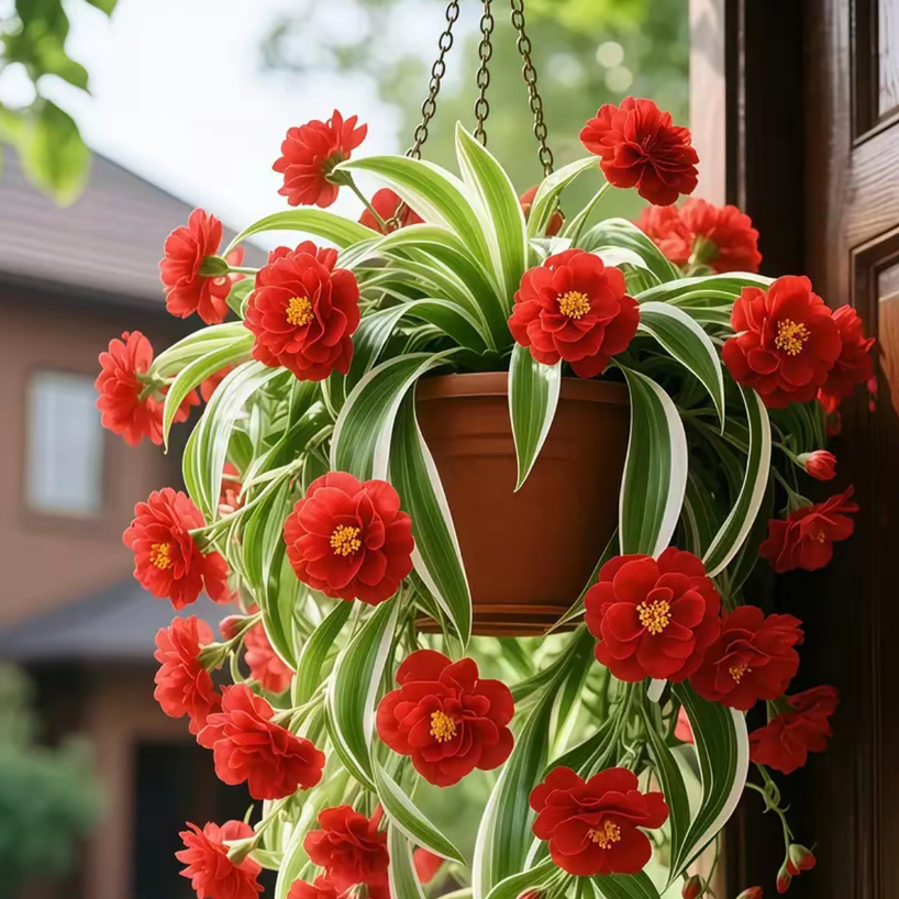 金边大花香水吊兰四季开花型新手好养护耐寒耐热花卉绿植盆栽花苗