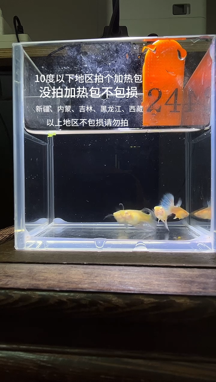 孔雀鱼蓝白绣球粗c编号24