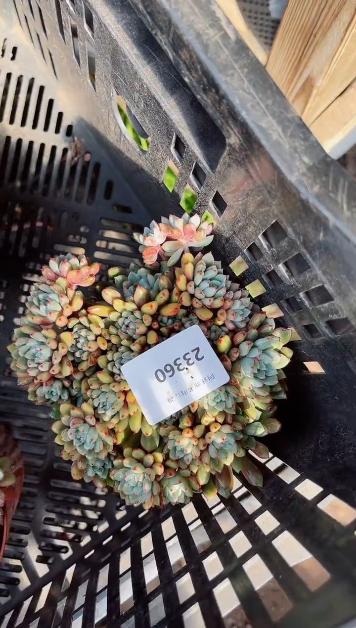 【闪购商品】23360