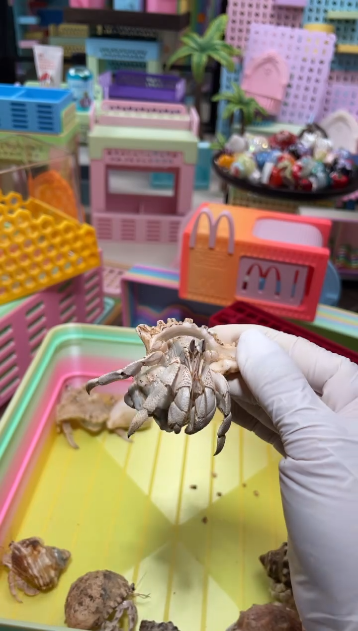 陌派帝国寄居蟹173