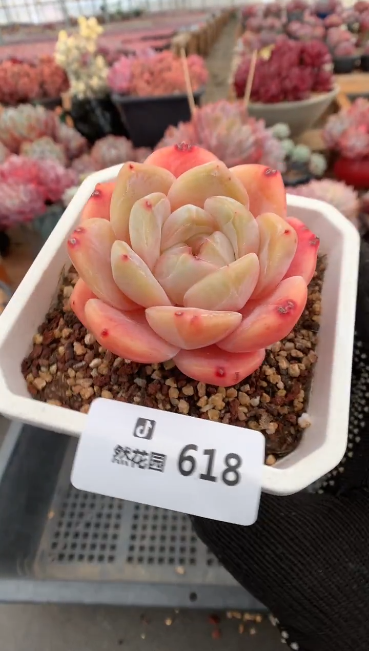 618糖心多肉植物一物一拍