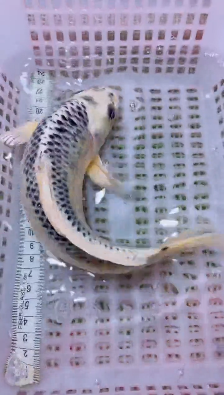 锦鲤冷水观赏鱼全场包邮78