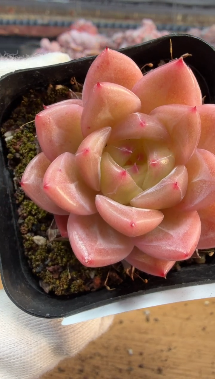 东云多肉园三店-205