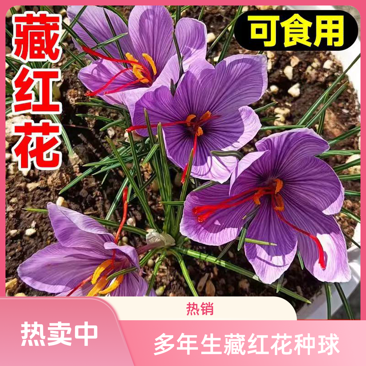 藏红花多年生种球田间地里庭院阳台四季可种耐寒耐热